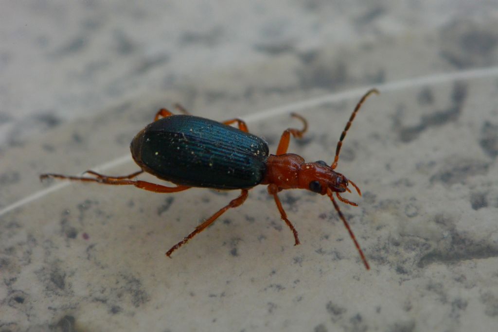 Brachinus crepitans, conferma ID